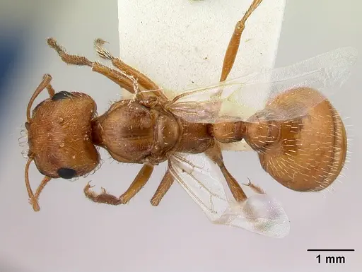 Pogonomyrmex magnacanthus - LACMENT268766