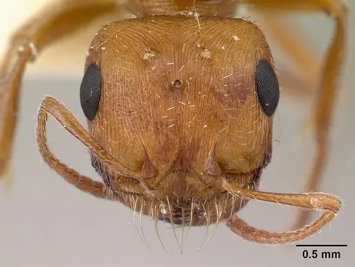 Pogonomyrmex magnacanthus - LACMENT268766