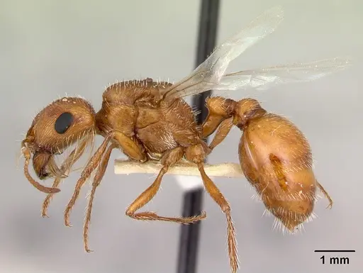 Pogonomyrmex magnacanthus - LACMENT268766