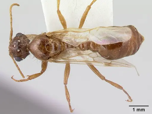 Pogonomyrmex magnacanthus - LACMENT268767