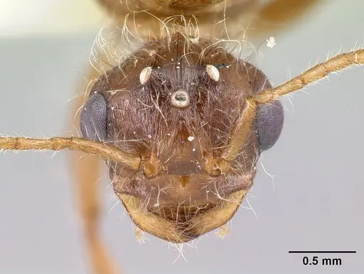 Pogonomyrmex magnacanthus - LACMENT268767