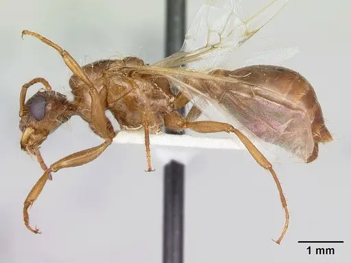 Pogonomyrmex magnacanthus - LACMENT268767