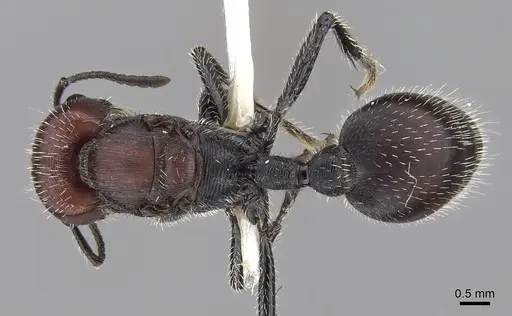 Pogonomyrmex mapuche specimen