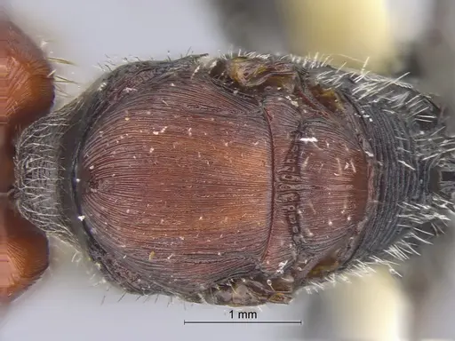 Pogonomyrmex mapuche specimen