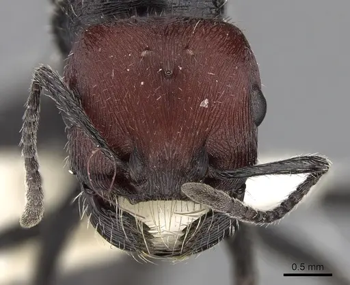 Pogonomyrmex mapuche specimen
