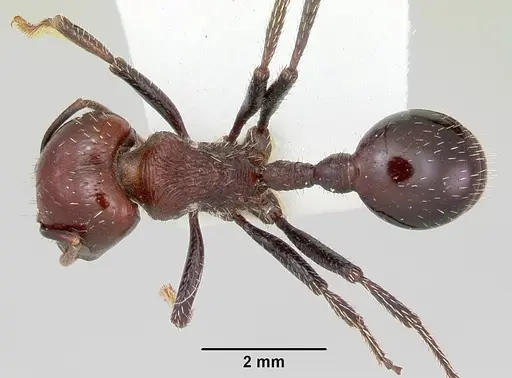 Pogonomyrmex marcusi specimen