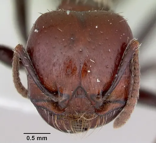 Pogonomyrmex marcusi specimen