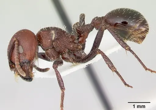 Pogonomyrmex marcusi specimen