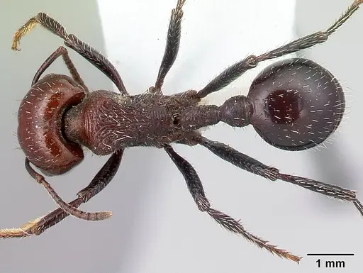 Pogonomyrmex marcusi - CASENT0217259