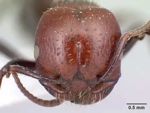 Pogonomyrmex marcusi - CASENT0217259