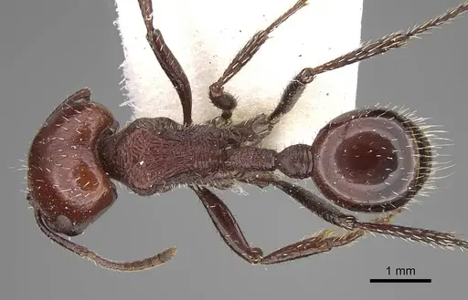 Pogonomyrmex marcusi - CASENT0914118