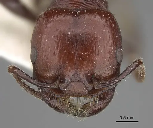 Pogonomyrmex marcusi - CASENT0914118