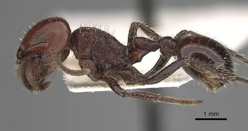 Pogonomyrmex marcusi - CASENT0914118