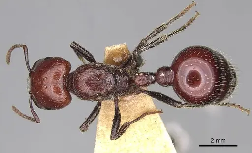 Pogonomyrmex marcusi - CASENT0914201