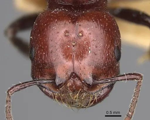 Pogonomyrmex marcusi - CASENT0914201