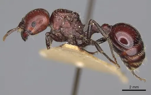 Pogonomyrmex marcusi - CASENT0914201