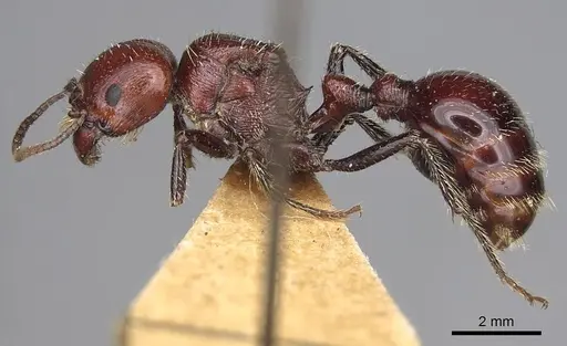 Pogonomyrmex marcusi - CASENT0914201