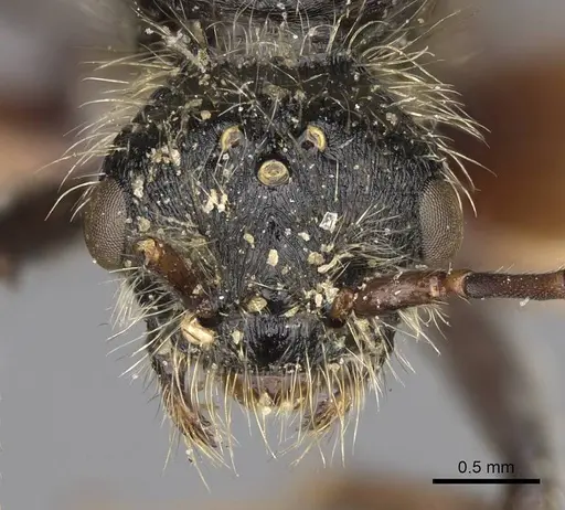 Pogonomyrmex marcusi - CASENT0914205