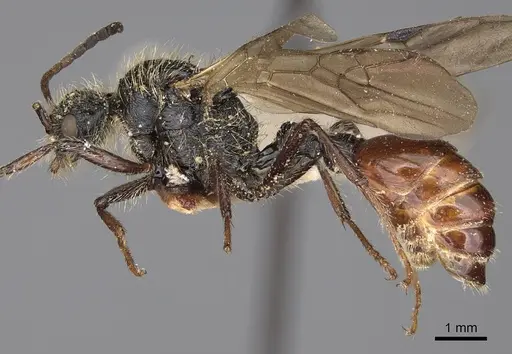 Pogonomyrmex marcusi - CASENT0914205