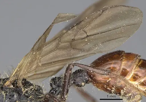 Pogonomyrmex marcusi - CASENT0914205