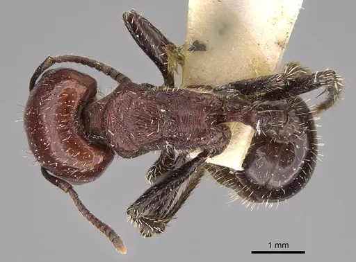 Pogonomyrmex marcusi - CASENT0914373