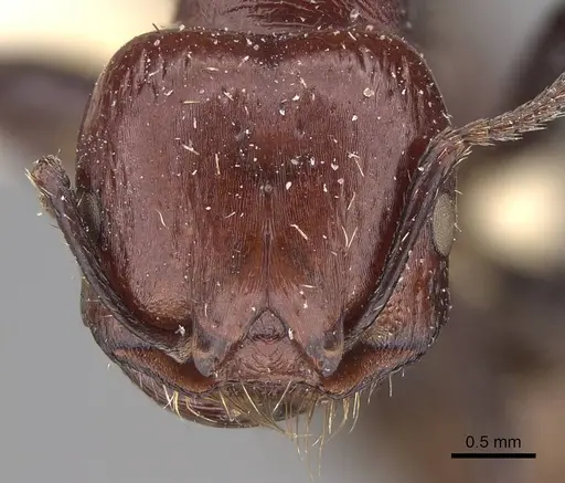 Pogonomyrmex marcusi - CASENT0914373