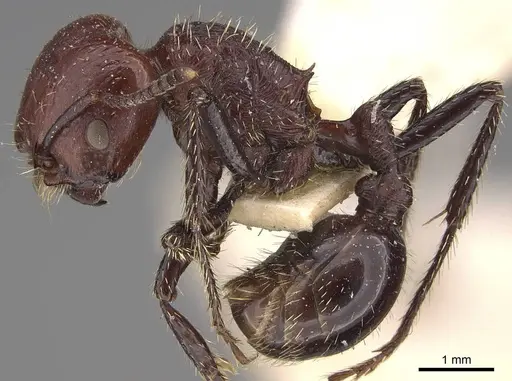 Pogonomyrmex marcusi - CASENT0914373