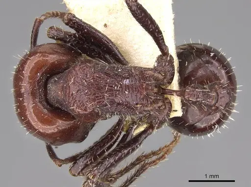 Pogonomyrmex marcusi - CASENT0914374