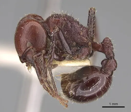 Pogonomyrmex marcusi - CASENT0914374