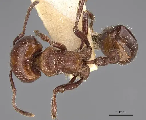 Pogonomyrmex marcusi - CASENT0914375