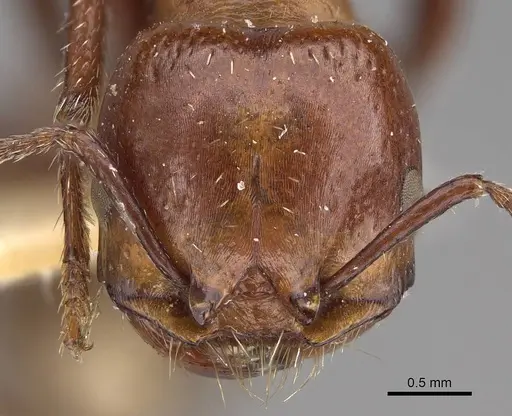 Pogonomyrmex marcusi - CASENT0914375
