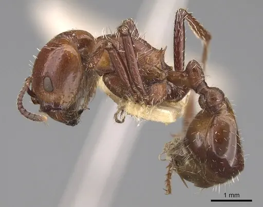 Pogonomyrmex marcusi - CASENT0914375
