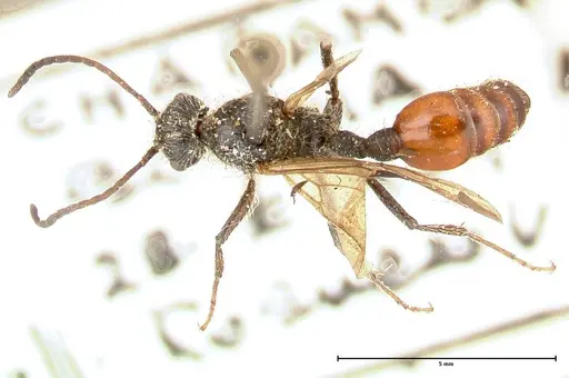 Pogonomyrmex marcusi - FOCOL0601
