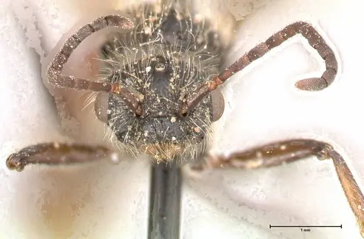 Pogonomyrmex marcusi - FOCOL0601