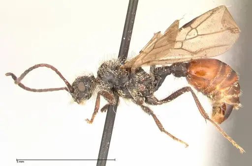 Pogonomyrmex marcusi - FOCOL0601