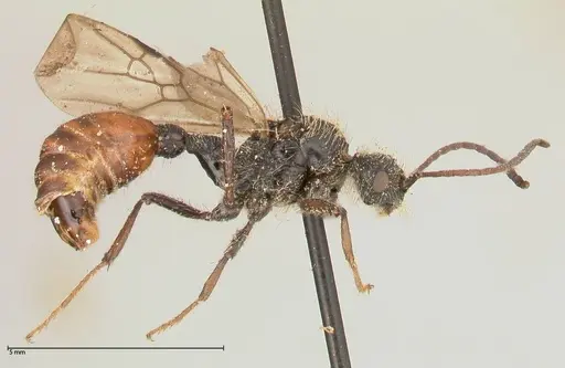 Pogonomyrmex marcusi - FOCOL0601