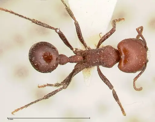 Pogonomyrmex marcusi - FOCOL0602-1