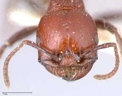 Pogonomyrmex marcusi - FOCOL0602-1