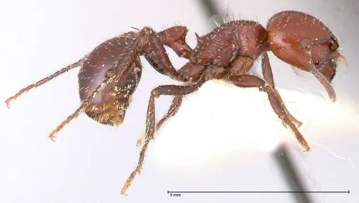 Pogonomyrmex marcusi - FOCOL0602-1