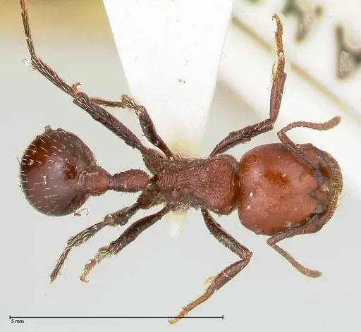 Pogonomyrmex marcusi - FOCOL0602-2