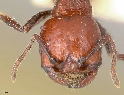 Pogonomyrmex marcusi - FOCOL0602-2