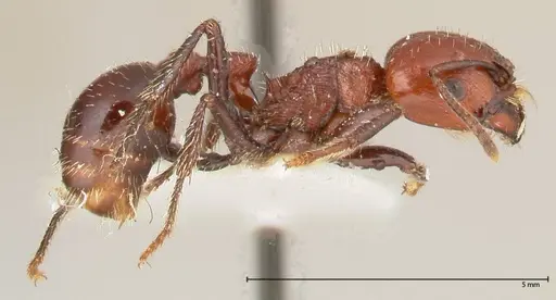 Pogonomyrmex marcusi - FOCOL0602-2