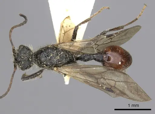 Pogonomyrmex marcusi - LACMENT273762