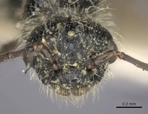 Pogonomyrmex marcusi - LACMENT273762