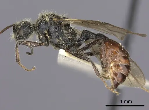 Pogonomyrmex marcusi - LACMENT273762