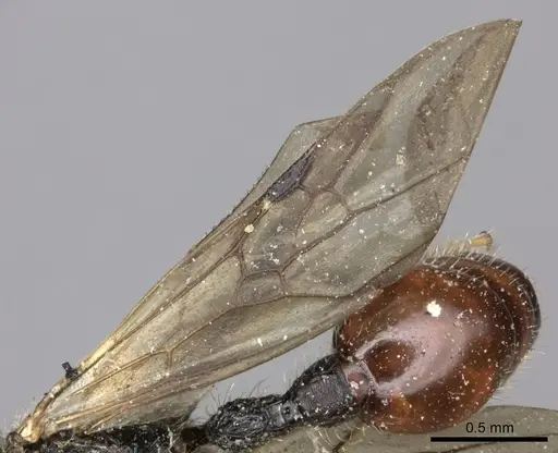 Pogonomyrmex marcusi - LACMENT273762