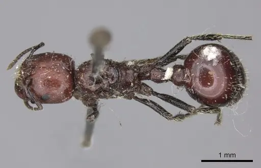 Pogonomyrmex marcusi - LACMENT273764