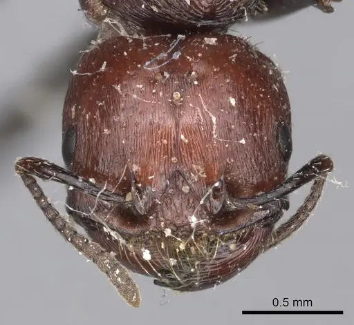 Pogonomyrmex marcusi - LACMENT273764