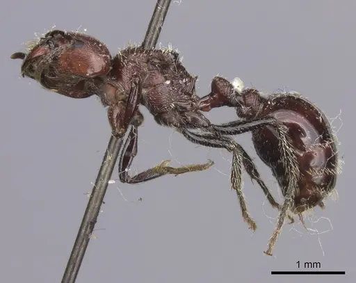 Pogonomyrmex marcusi - LACMENT273764