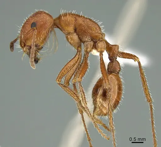 Pogonomyrmex maricopa specimen